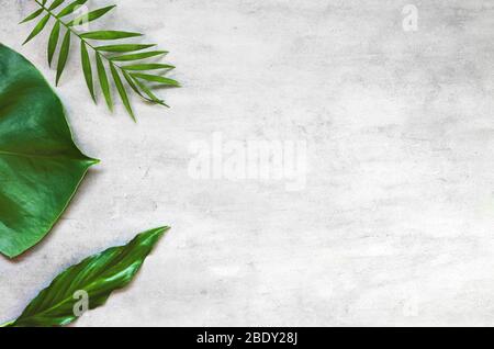 Leaf pattern. Green tropical leaves on gray background. Summer concept. Flat lay, top view, copy space. Stock Photo