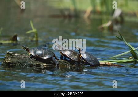 Eastern Painted Turtles Stock Photo