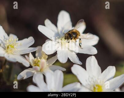 A bee on a snowdrop flower in spring. The first flowers, the awakening of nature. Macro photo. Stock Photo