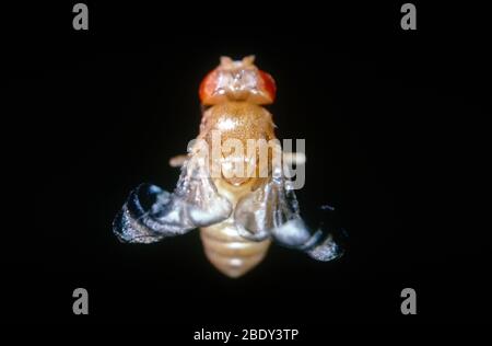 Curly Winged Drosophila Stock Photo