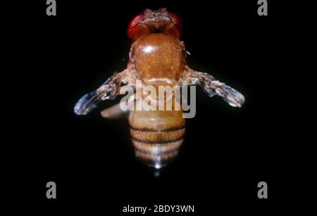 Drosophila with Vestigial Wings Stock Photo