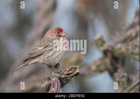 House Finch, Bosque del Apache National Wildlife Refuge, New Mexico, USA. Stock Photo
