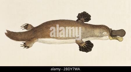 Duck-Billed Platypus (Ornithorhynchus anatinus) Stock Photo