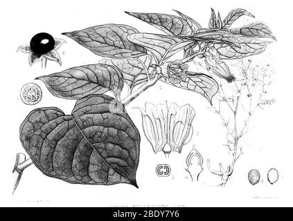 Deadly Nightshade, Medicinal Plant, 1830 Stock Photo
