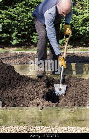 Man gardening, gardener digging a trench in a raised vegetable bed in a garden, UK Stock Photo