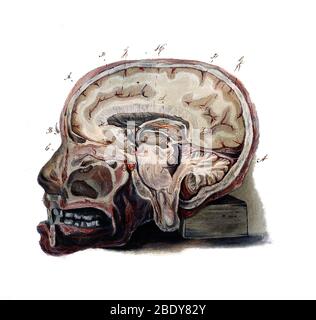 Brain, Anatomical Illustration, 1823 Stock Photo