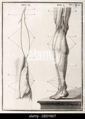 Leg Nerve, 18th Century Illustration Stock Photo