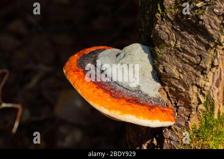 Red belt conk or red belted bracket fungus, growing on a dead tree, Fomitopsis pinicola Stock Photo