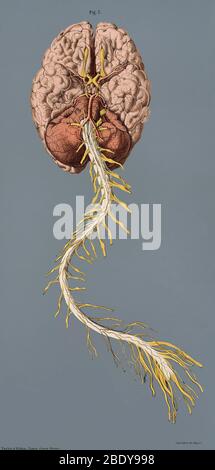 Spinal Arteries and Brain, Illustration, 1844 Stock Photo