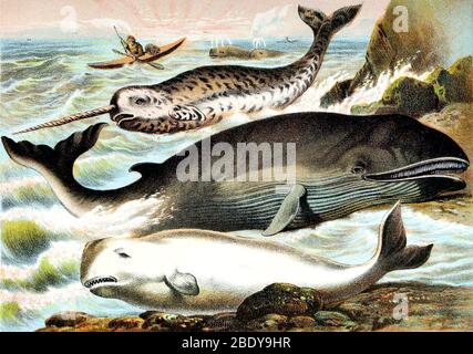 Narwhal, Beluga and Rorqual Whales, 19th Century Stock Photo