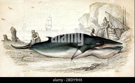 Whaling, Minke Whale, 19th Century Stock Photo