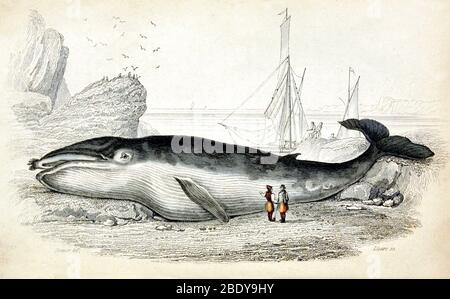 Whaling, Blue Whale, 19th Century Stock Photo