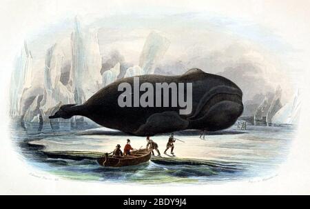 Whaling, Baleen Whale, 19th Century Stock Photo