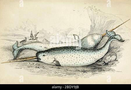 Narwhal AKA Sea Unicorn, 19th Century Stock Photo