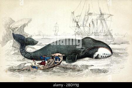 Whaling, Bowhead Whale, 19th Century Stock Photo