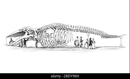 Skeleton of the Blue Whale, 19th Century Stock Photo