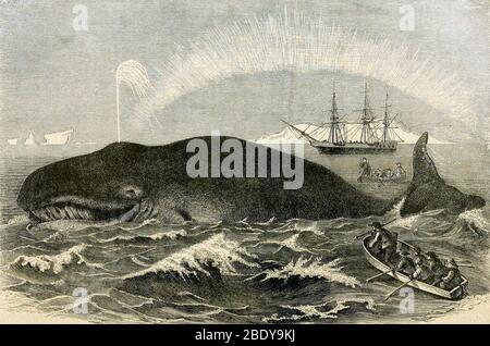 Whaling, Bowhead Whale, 19th Century Stock Photo