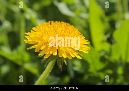 Dandelion bloom in spring in the meadow Stock Photo