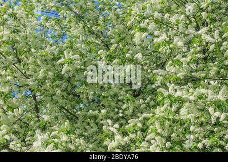 Blossoming bird cherry in spring as background Stock Photo