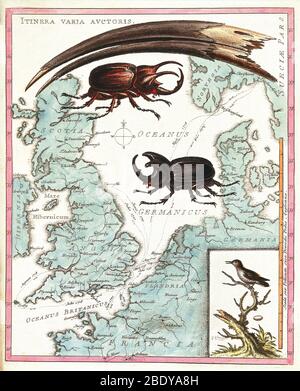 Stag Beetles Crawling Over Map, 18th Century Stock Photo