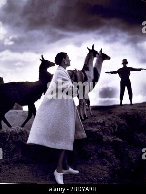 Fashion Model with Llamas, 1952 Stock Photo