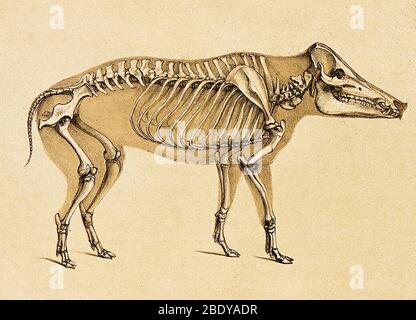 Skeleton of Wild Boar, 1860 Stock Photo