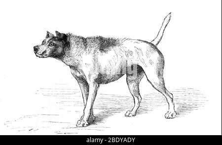 Darwin's Hostile Dog, Illustration, 1872 Stock Photo
