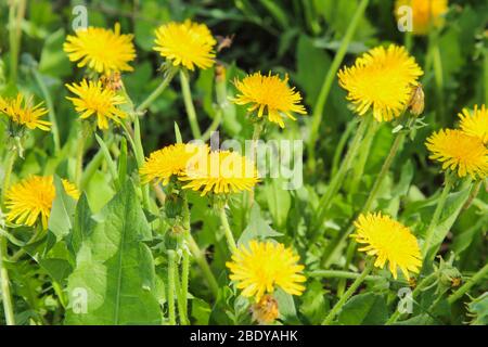 Dandelions bloom in spring in the meadow Stock Photo