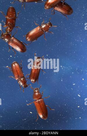 Red Flour Beetles Stock Photo