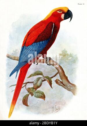 Extinct Jamaican Red Macaw, Ara Gossei, 1907 Stock Photo