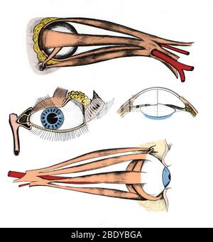 Muscles of Eye, Illustration Stock Photo