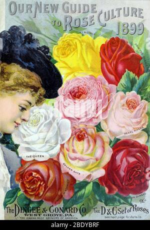 Roses, Dingee & Conard, 1899 Stock Photo