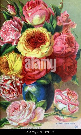 Roses, Dingee & Conard, 1899 Stock Photo