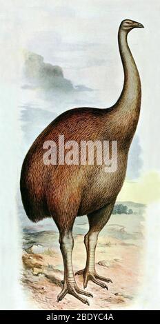 Giant Moa (Dinornis ingens), Cenozoic Bird Stock Photo