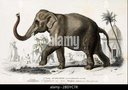 Indian Elephant, Endangered Species Stock Photo