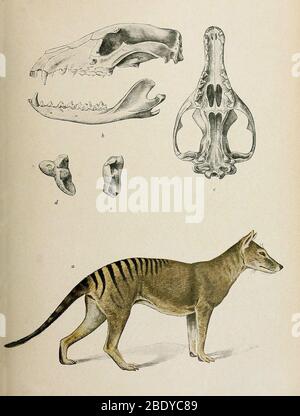 Tasmanian Tiger, Extinct Species Stock Photo