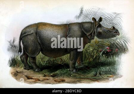 Javan Rhinoceros, Endangered Species Stock Photo