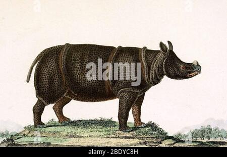 Javan Rhinoceros, Endangered Species Stock Photo