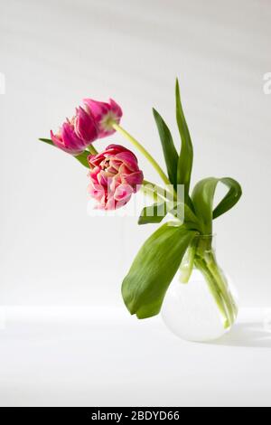 Three red terry tulips in a round vase with on a white background