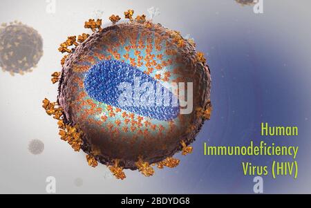Structure of HIV Stock Photo - Alamy