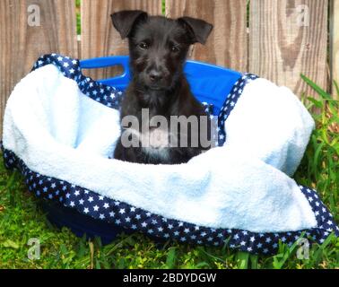 Cute, black mixed breed puppy in a basket in front of a wood fence Stock Photo