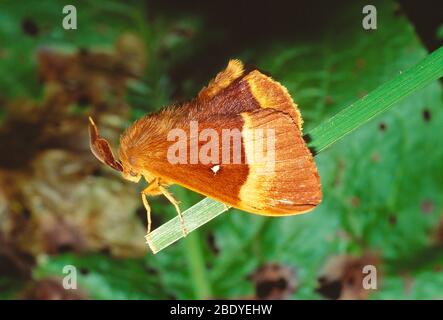 Guernsey. Wildlife. Insects. Oak Eggar moth. Stock Photo