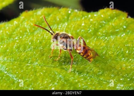 Guernsey. Wildlife. Insects. Nomad Bee resting on a leaf. Stock Photo