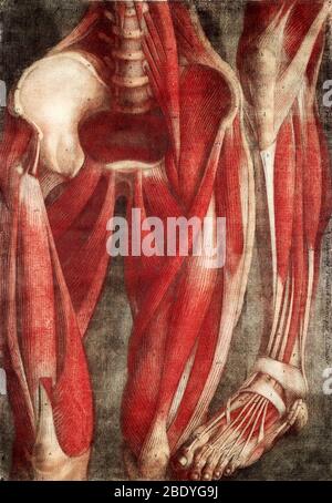 Anatomical Dissection, 18th Century Illustration Stock Photo