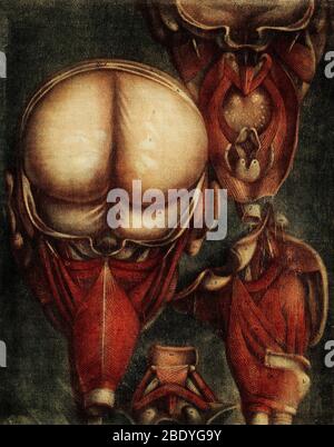 Anatomical Dissection, 18th Century Illustration Stock Photo