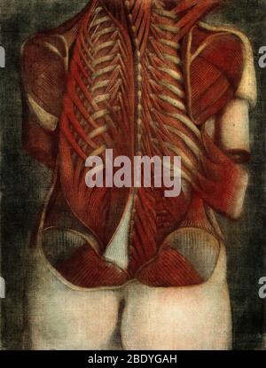 Back muscles anatomy illustration Stock Photo - Alamy