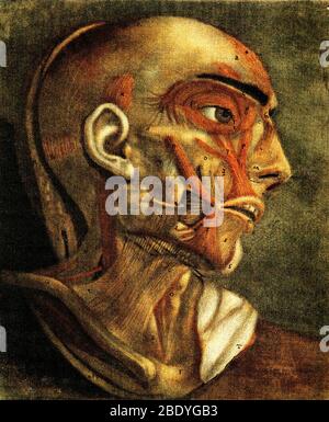 Anatomical Dissection, 18th Century Illustration Stock Photo