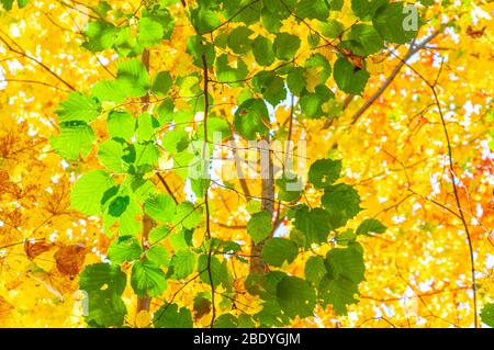 Colorful autumn forest on a Sunny day. Bright green hazel leaves against the yellow orange crowns of maple trees in a blur photographed from the botto Stock Photo