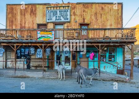 Burros, descendents of those from the old gold mining days,   coexist among tourists and businesses along Historic Route 66 in Oatman, Arizona, USA Stock Photo