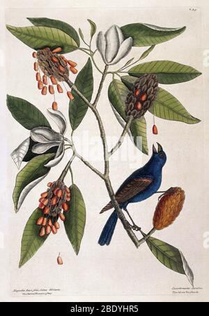 Blue Grosbeak and Sweet Flowering Bay, 1731 Stock Photo